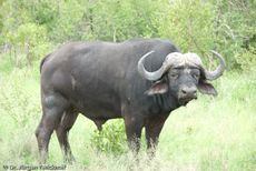 Afrikanischer Büffel (76 von 102).jpg